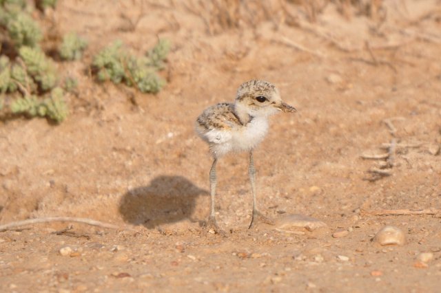 Gravelot à collier interrompu / Kentish Plover